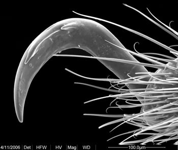 Media type: image;   Invertebrate Zoology 134690